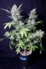 cannabis-timewreck4-d56-0063.jpg