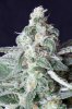 cannabis-timewreck4-d56-0069.jpg