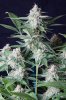 cannabis-timewreck5-d56-0074.jpg