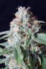 cannabis-timewreck5-d56-0076.jpg