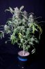 cannabis-gqxjtr1-d56-0082.jpg