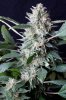 cannabis-gqxjtr1-d56-0085.jpg