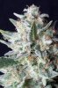 cannabis-gqxjtr1-d56-0088.jpg