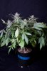 cannabis-gqxjtr2-d56-0090.jpg