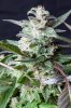cannabis-gqxjtr2-d56-0091.jpg