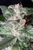 cannabis-gqxjtr2-d56-0093.jpg