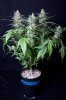 cannabis-gqxjtr4-d56-0095.jpg