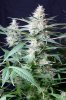 cannabis-gqxjtr4-d56-0096.jpg