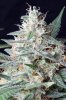cannabis-gqxjtr4-d56-0099.jpg