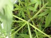 april 2nd 2012 030.jpg