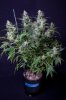 cannabis-vortex1-2390.jpg