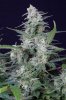 cannabis-vortex1-d48-2498.jpg