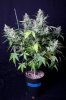 cannabis-vortex1-d56-0102.jpg