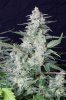 cannabis-vortex1-d56-0104.jpg
