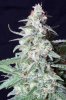cannabis-vortex1-d56-0106.jpg