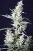 cannabis-vortex2-2396.jpg