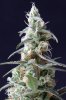 cannabis-vortex2-2397.jpg