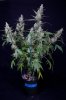 cannabis-vortex2-d48-2500.jpg