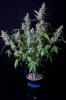 cannabis-vortex2-d56-0108.jpg