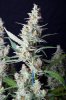 cannabis-vortex2-d56-0110.jpg