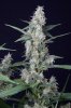 cannabis-vortex3-d48-2505.jpg