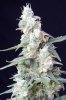 cannabis-vortex3-d48-2506.jpg
