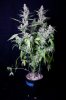 cannabis-vortex3-d56-0115.jpg