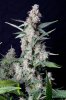 cannabis-vortex3-d56-0116.jpg
