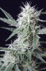 cannabis-vortex4-2293.jpg