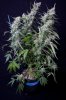 cannabis-vortex4-2404.jpg