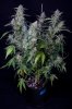 cannabis-vortex4-d48-2509.jpg