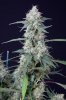 cannabis-vortex4-d48-2510.jpg