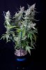 cannabis-vortex4-d56-0123.jpg