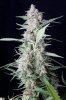 cannabis-vortex4-d56-0124.jpg