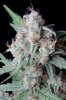 cannabis-vortex4-d56-0125.jpg