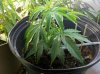 2012-04-02_22-07-19_535.jpg 2012-04-02_22-07-19_535.jpg