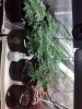 2012-04-02_17-12-22_759.jpg