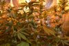 grow 2 013.jpg