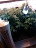 IMG_20120405_125517.jpg