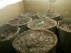 Plants.jpg