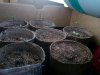 plants1.jpg