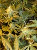 g13closup2a.jpg