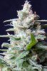cannabis-vortex1-0219.jpg