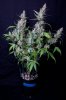 cannabis-vortex2-0221.jpg