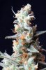 cannabis-vortex2-0226.jpg