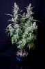 cannabis-vortex3-0233.jpg