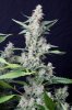 cannabis-vortex3-0235.jpg