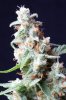 cannabis-vortex3-0236.jpg