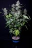 cannabis-timewreck1-0257.jpg