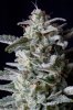 cannabis-timewreck1-0268.jpg